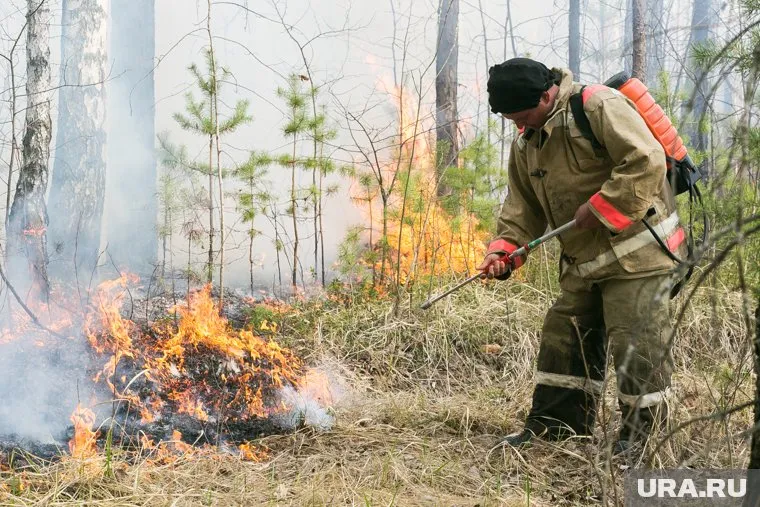 Лесники получают низкие зарплаты, поэтому многие вакансии не доукомплектованы