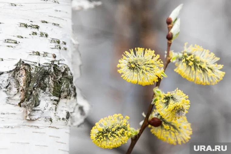 Пик цветения придется на начало-середину мая