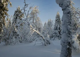 Раскрыта главная ошибка Усольцевых: что известно о загадочном исчезновении семьи в лесах Красноярского края