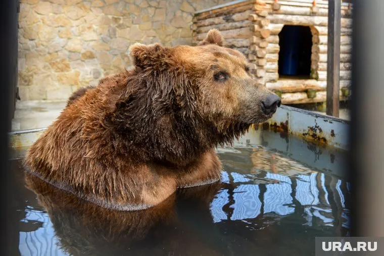 Медведь растерзал туристку на Камчатке: пострадавшая в реанимации