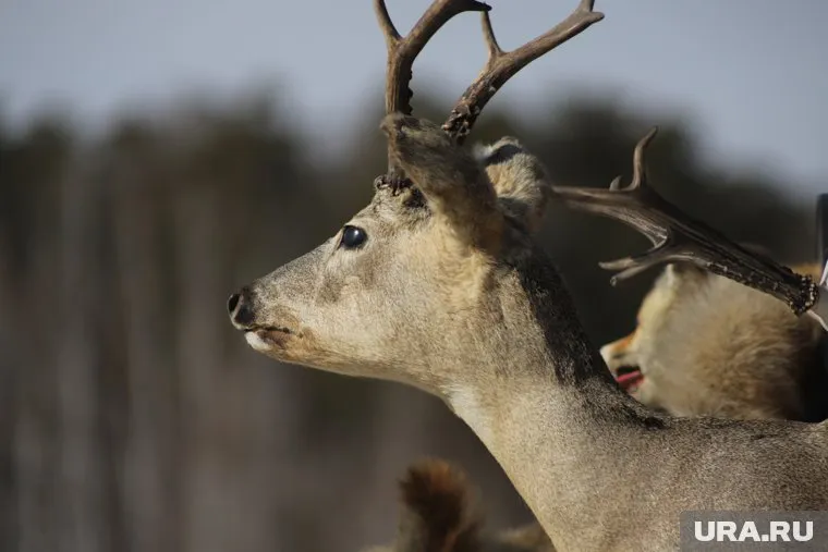 В Курганской области массово гибнут косули