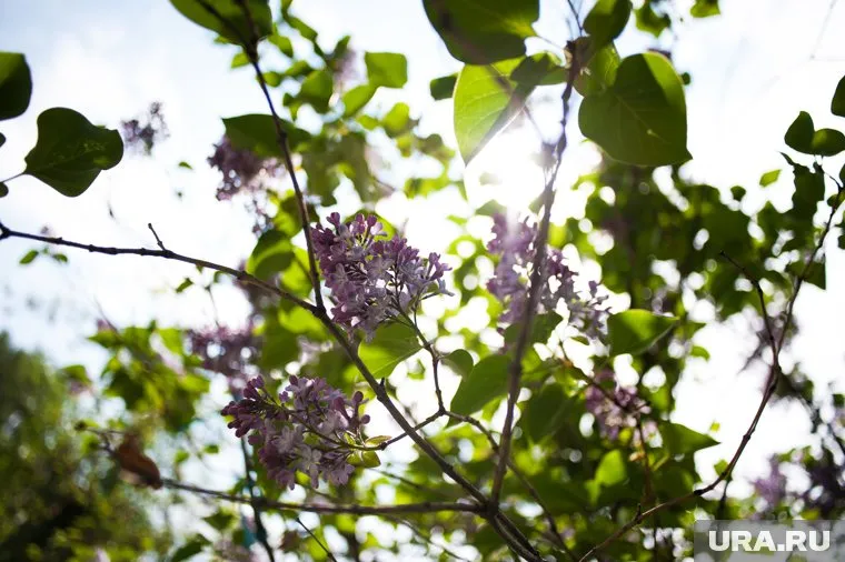 В ХМАО весной температура превысит среднюю норму