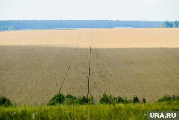 Поле под Новосибирском неожиданно стало местом посадки лайнера (архивное фото)