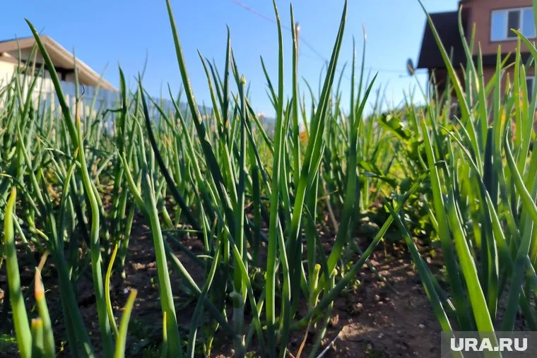 Лук нужно собирать аккуратно,  чтобы не повредить луковые перья