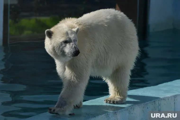 Для белой медведицы Хатанги создали все условия для проживания