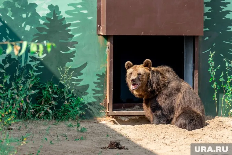 Тоша в порядке