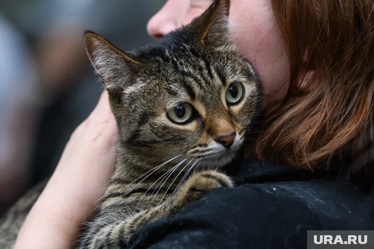 Владельцы кошек сообщают о проблемах с покупкой влажного корма в Кургане