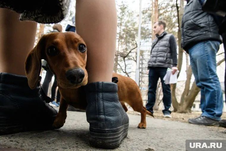 В настоящий момент собаке оказывается необходимое лечение