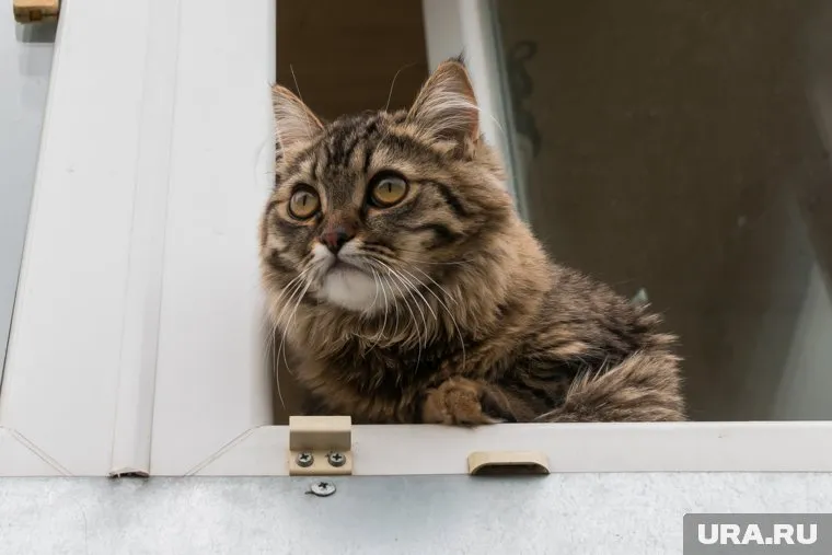 За нарушения в содержании домашних животных граждан могут оштрафовать на сумму до пяти тысяч рублей, говорится в законопроекте