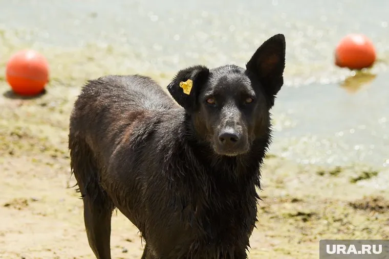 Пропагандирующие жестокое обращение видеоролики также станут причиной штрафов