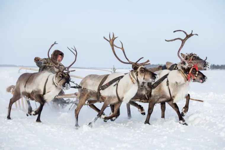 Жизнь оленеводов. Сургут, оленья упряжка, ханты, кмнс, слет оленеводов