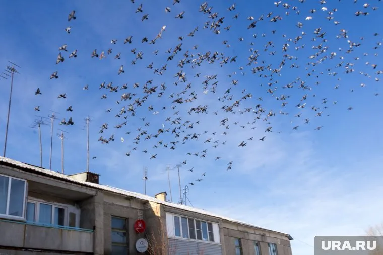 Жители Тобольска считают, что птицы гибнут из-за шумозащитного забора у городского стадиона