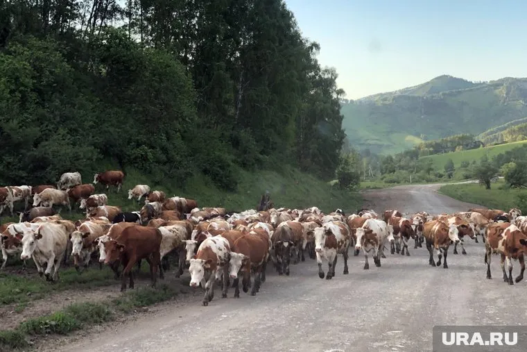 Домашний скот больше не съедает траву, которая может засохнуть и стать причиной возникновения природного пожара