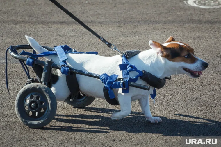 С мужчиной, жестоко избившим собачку-инвалида, разбирается полиция