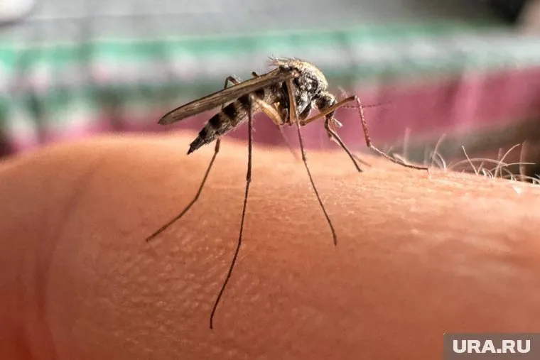Вирус чикунгунья передается исключительно через укусы комаров рода Aedes