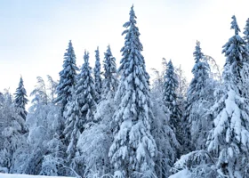 Фотография из галереи