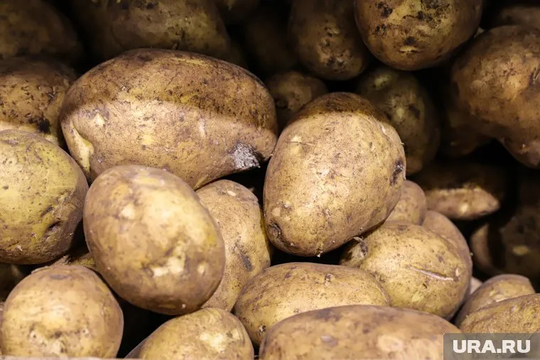 В текущем году удалось собрать 210 тонн картофеля