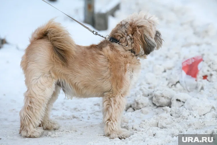 Тела собак были обнаружены в 15 километрах от дома