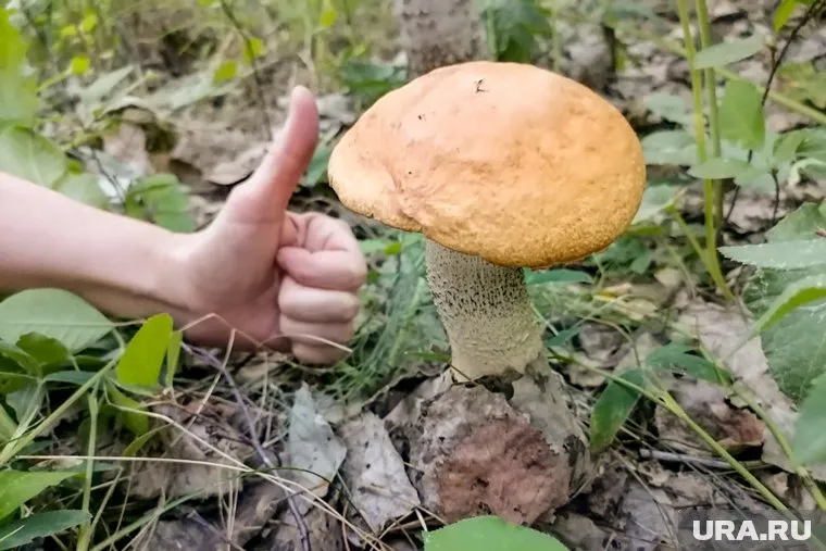 Жителям региона попадаются в основном подберезовики и подосиновики (архивное фото)