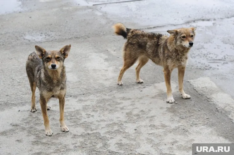 Стая агрессивных бродячих собак перемещается по городу с промзон
