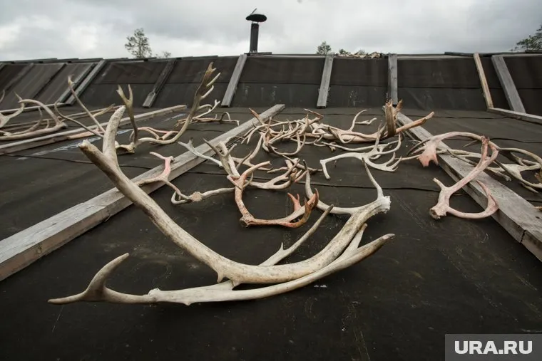 Череный рынок оленьих рогов и пантов хотят легализовать и контролировать