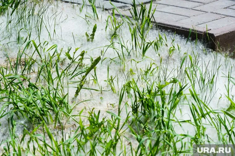 Тополиный пух может стать новым переносчиком коронавируса