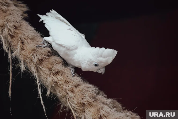 Какаду обладает дружелюбным нравом (архивное фото)
