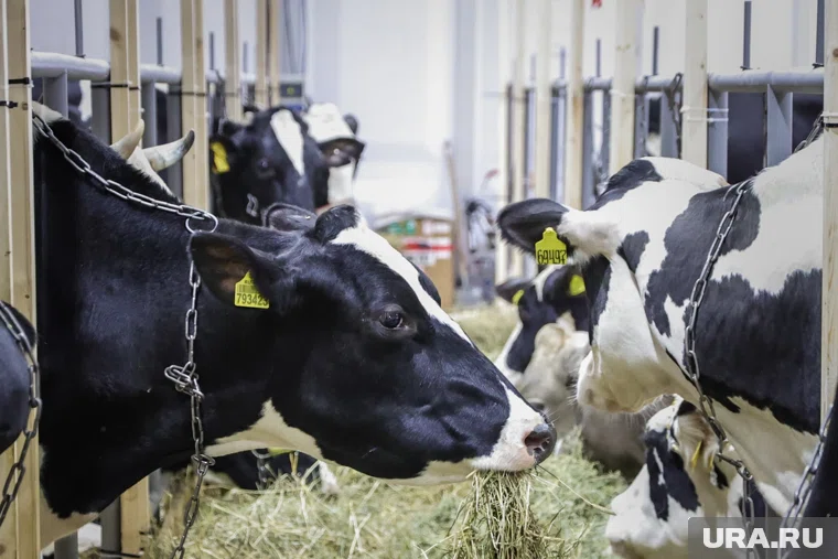 За агрохозяйство просят более 80 млн рублей