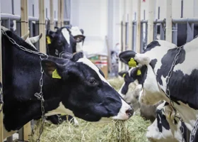 В Пермском крае продается ферма со стадом дойных коров