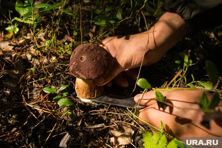 Гидам обещают платить от трех до 30 тысяч за одну экскурсию