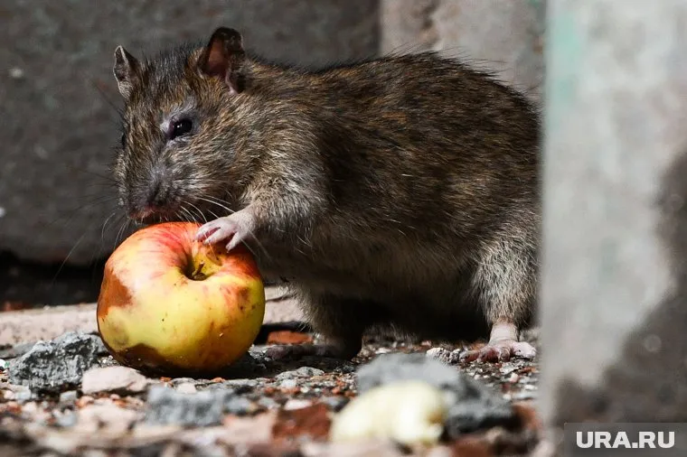 Крыса якобы испортила некоторые продукты, заказанные клиентами