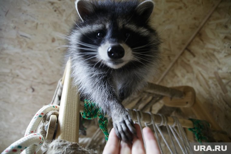 Топ необычных зоопарков, куда свердловчанам стоит сходить с детьми