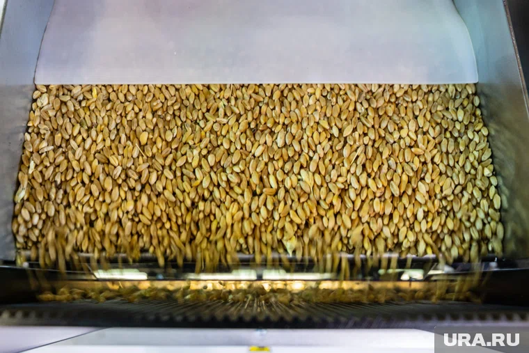 В зерне нашли следы от пребывания птиц