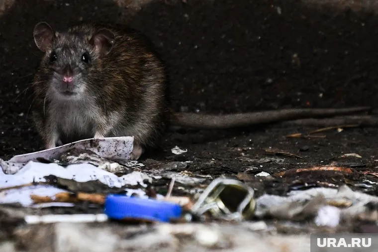 Крысы бегают по Дендропарку (архивное фото)