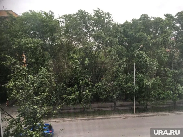 Деревья начинают падать, не выдержав ветра