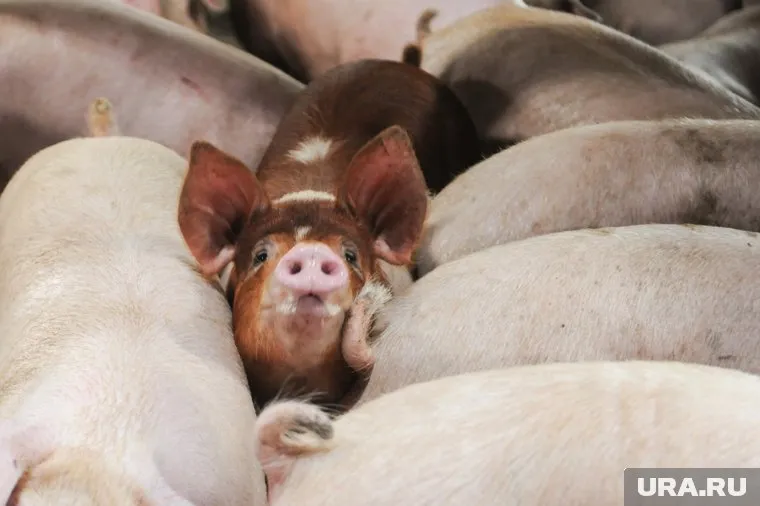 Специалисты Россельхознадзора обнаружили патогенные микроорганизмы в свинине