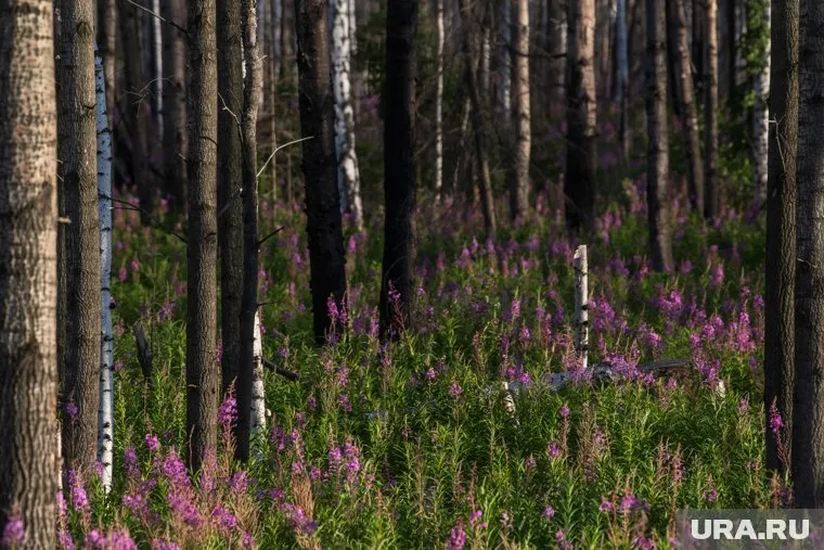 В Курганской области в лесу возле СНТ нашли пенсионера