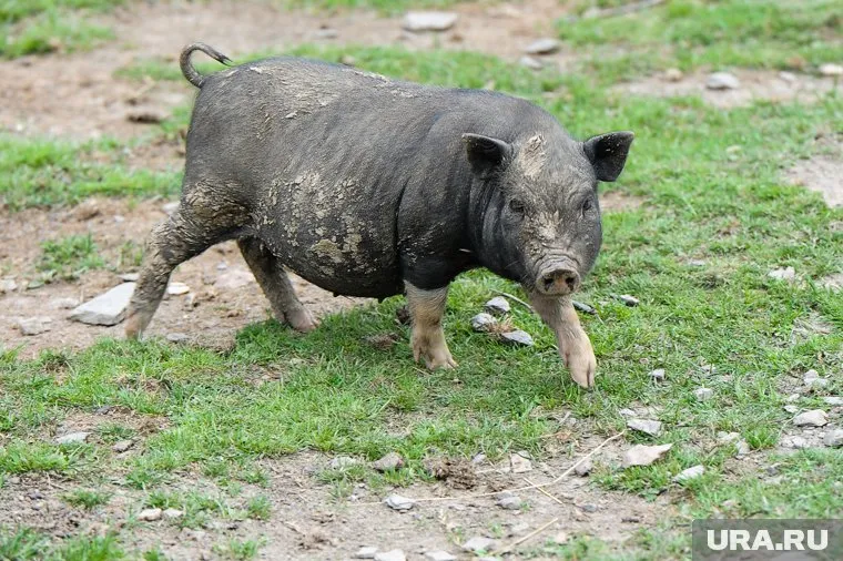 Вирус опасен только для животных