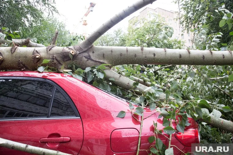 Ураган повалил деревья в некоторых районах Петербурга (архивное фото)