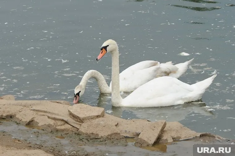 Курганцы удивились лебедю, вышедшему на проезжую часть (архивное фото)