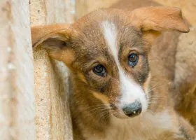 Пермского живодера будут судить за убийство щенка в присутствии ребенка