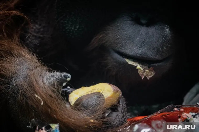 Билл ценит сбалансированное питание (архивное фото)