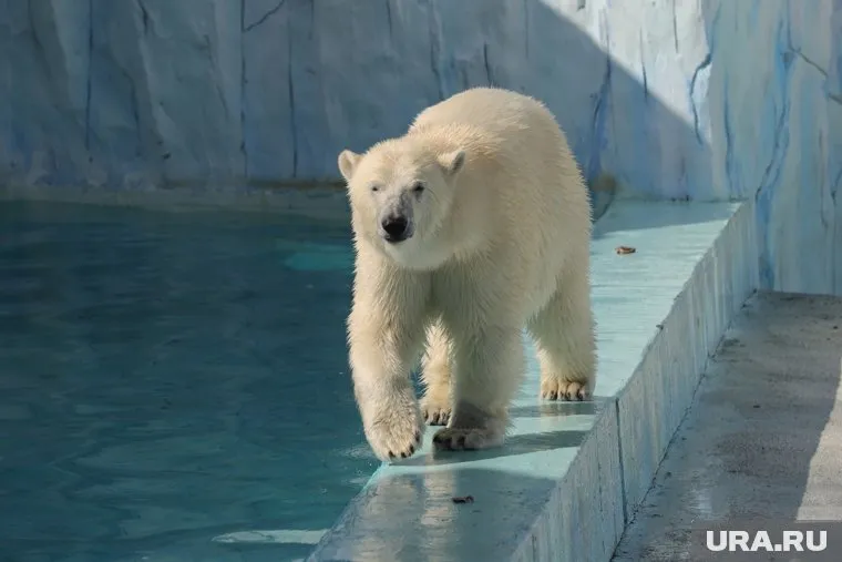 До этого дня в екатеринбургском зоопарке жила лишь одна белая медведица — Хатанга