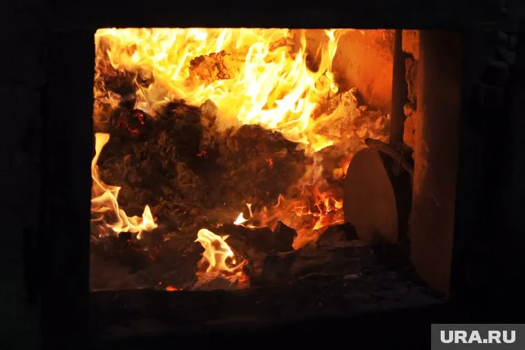 Безнадзорных животных, находящихся на территории птицефабрики, якобы решили сжечь