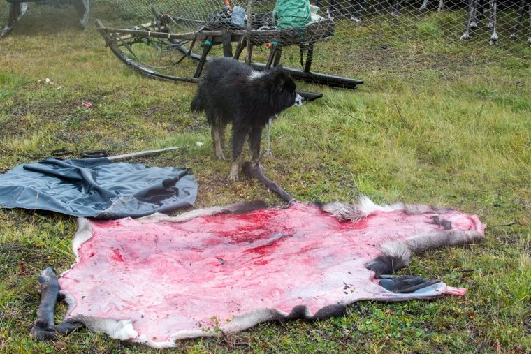 ЯНАО. Тундра + досрочные выборы, шкура, собака