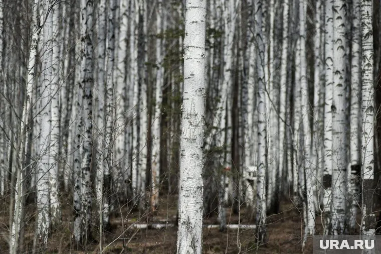 Ранее работы в роще были запрещены до конца судебных разбирательств