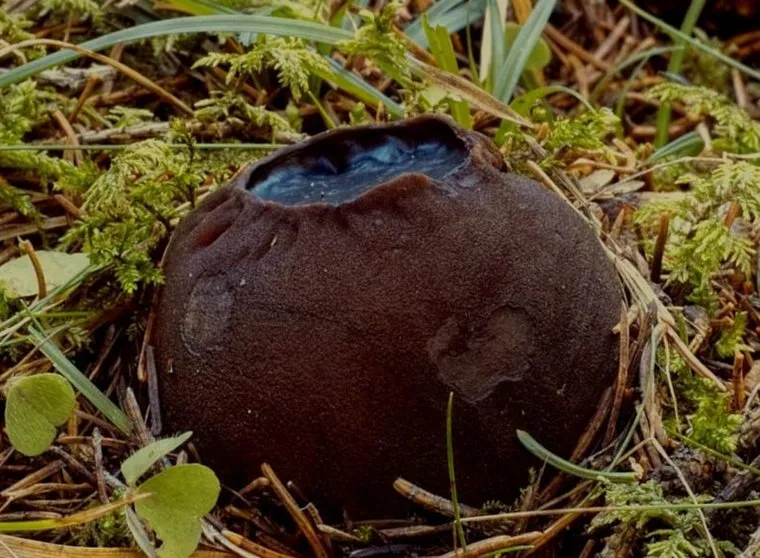 файл