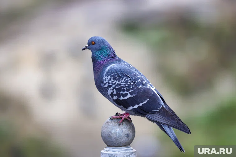 В мозг голубей-биодронов имплантированы нейроинтерфейсы, которые позволяют обмениваться информацией