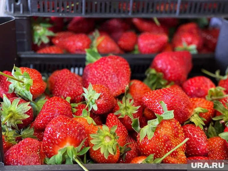 На границе Курганской области и Казахстана запретили ввоз киргизской клубники
