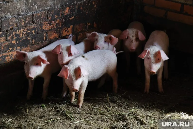 На курганской ферме нашли многочисленные нарушения